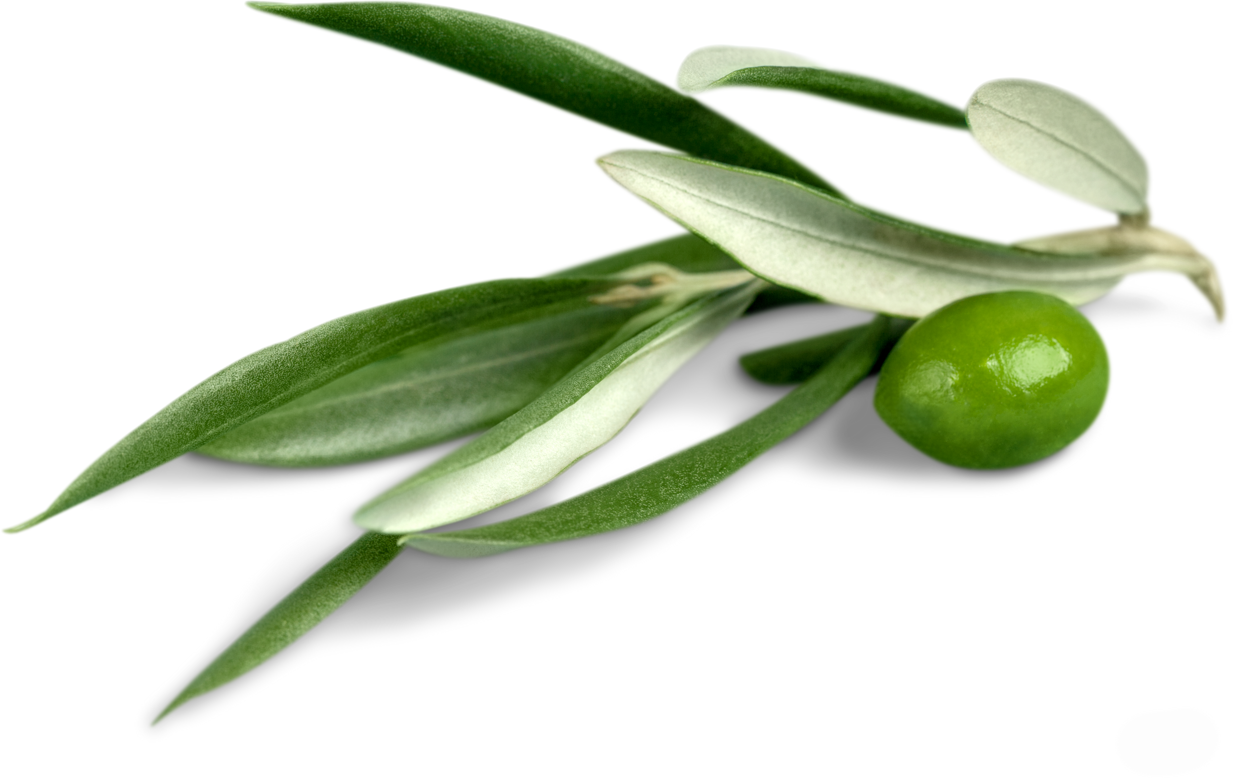 Olive Branch with Leaves